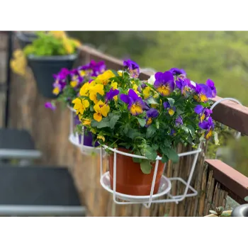 Pansy Plant (8)-5204223-74596.webp